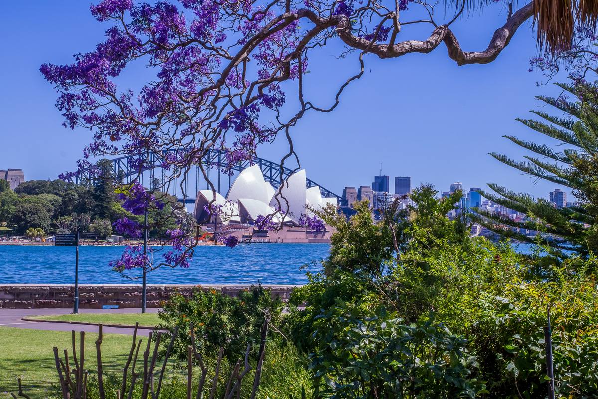 Sydney Opera House with jacaranda tree, New South Wales